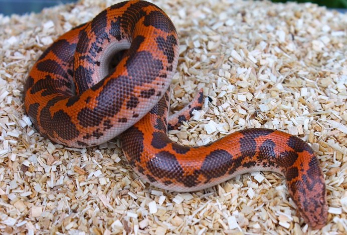 Dasypeltis scabra