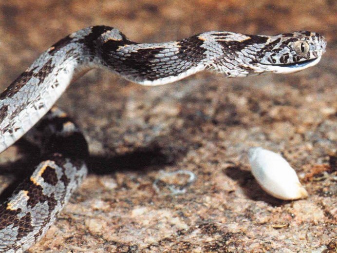 Dasypeltis scabra