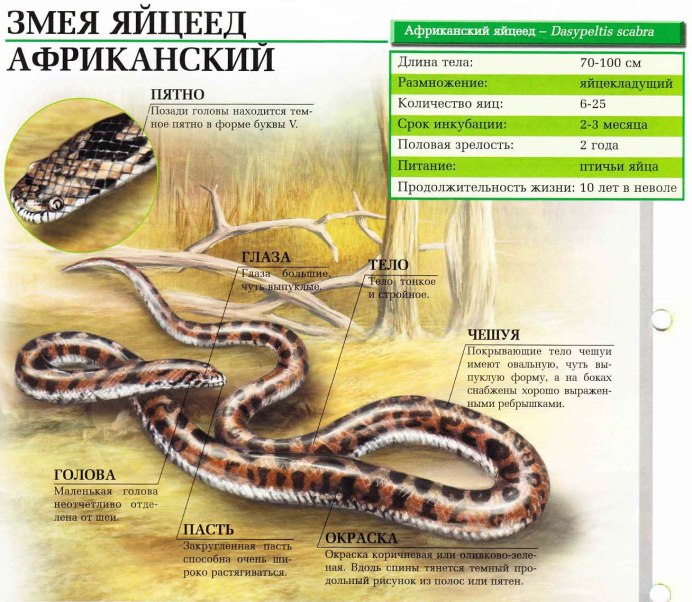 Африканский ЯЙЦЕЕД