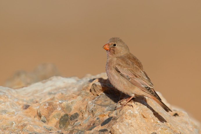 Пустынный Снегирь