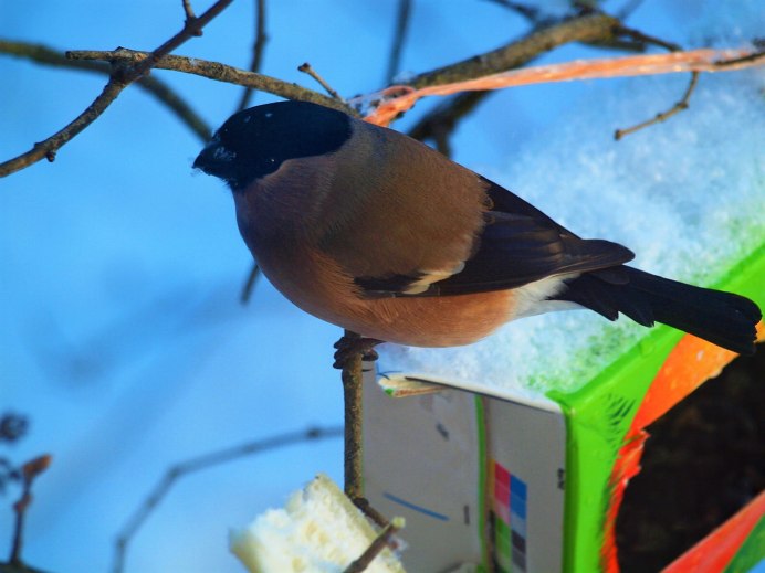 Снегирь фото