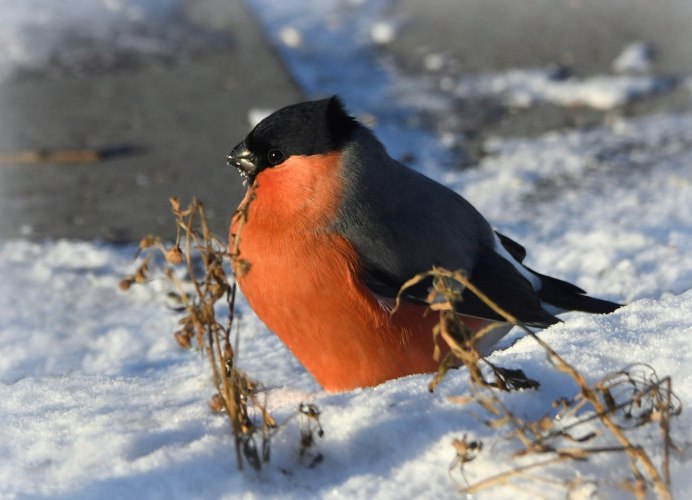 Bucanetes mongolicus