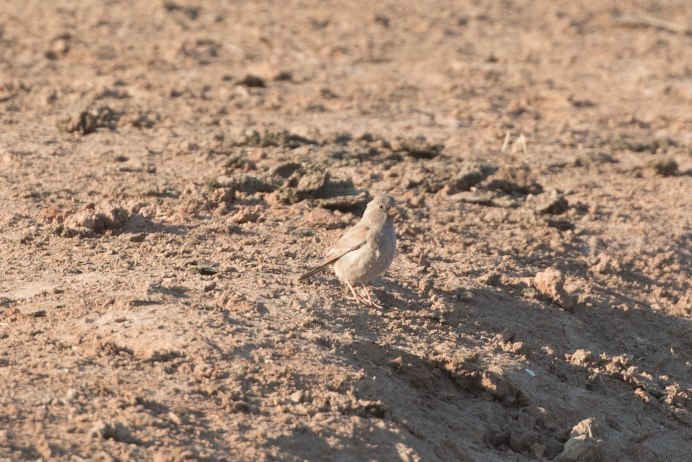 Снегирь питается