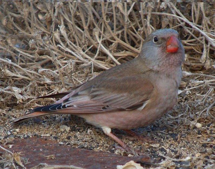 Птица с красной грудкой не Снегирь