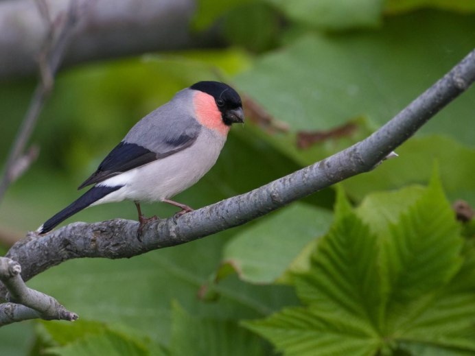 Пустынный Снегирь (толстоклювый вьюрок) (Bucanetes githagineus)