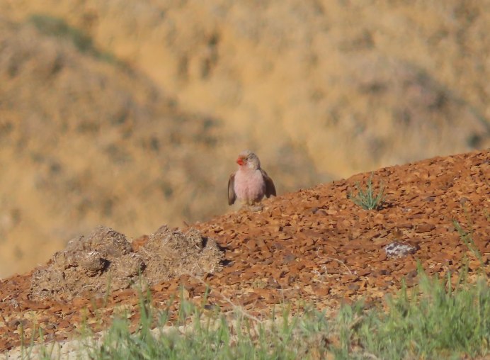 Картинки на рабочий стол Снегири