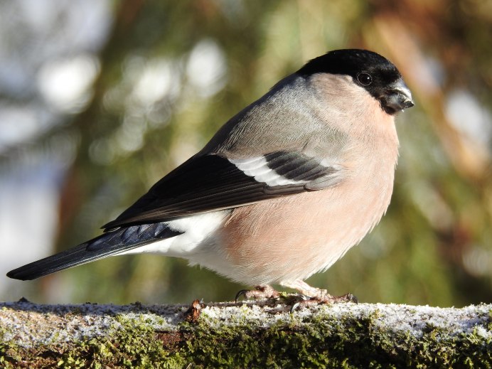 Черный Снегирь