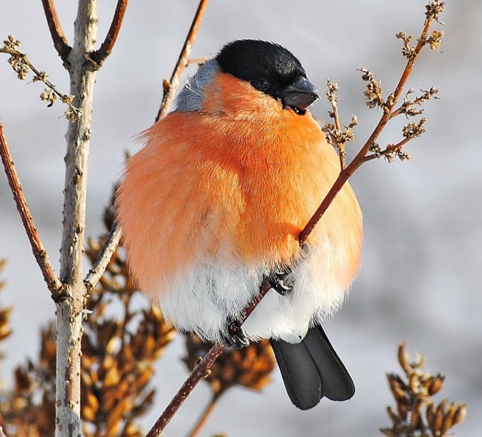 Зоб у снегиря