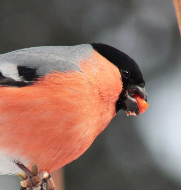 Снегирь фото для детей