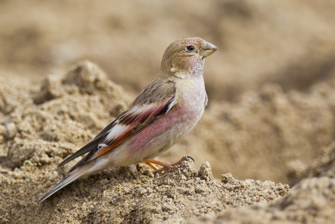 Снегирь Любительское фото