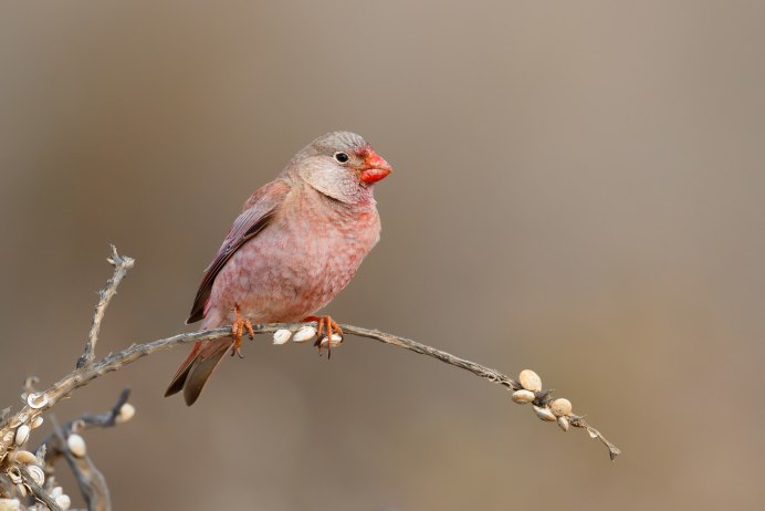 Пустынный вьюрок