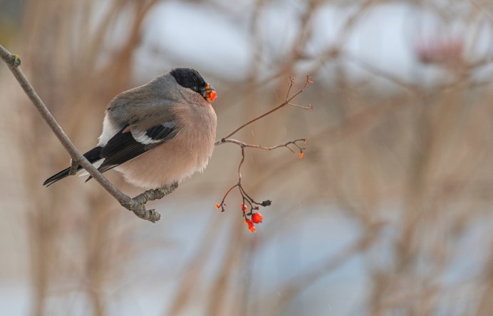 Кавказский обыкновенный Снегирь