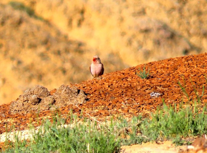 Посадка птицы