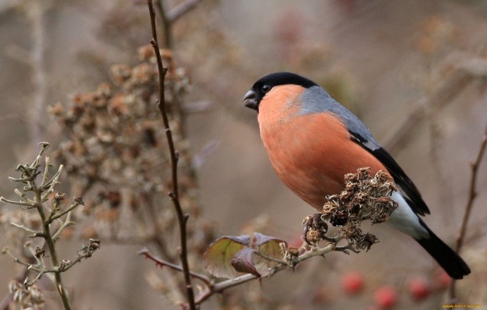 Белощекий Снегирь