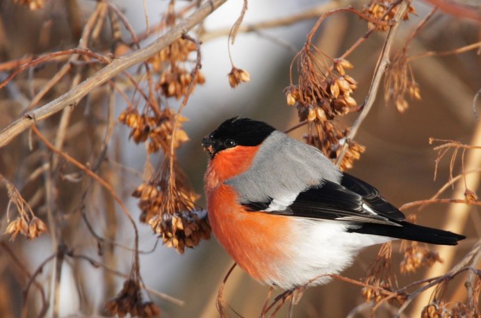 Снегири на ветке