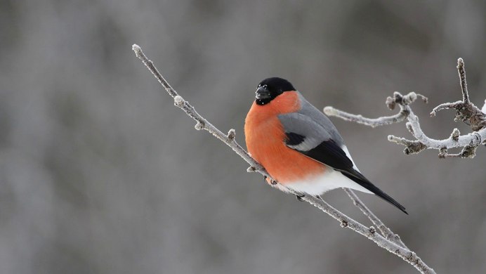 Синица с красной грудкой