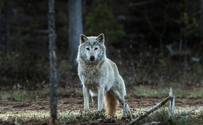 Волки Норвегии
