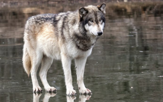 Норвежская Волчья