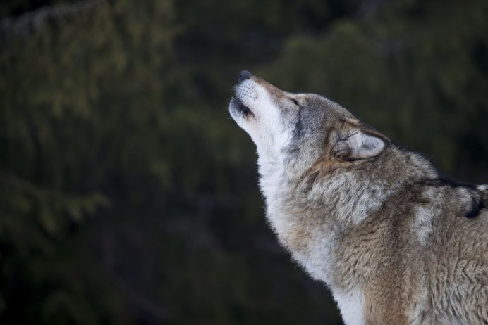 Волчья стая сериал