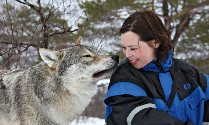 Волки лисы и медведи