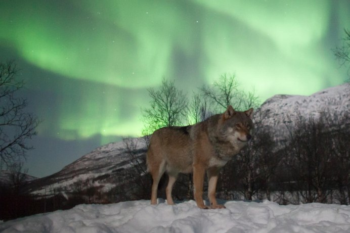Среднесибирский волк