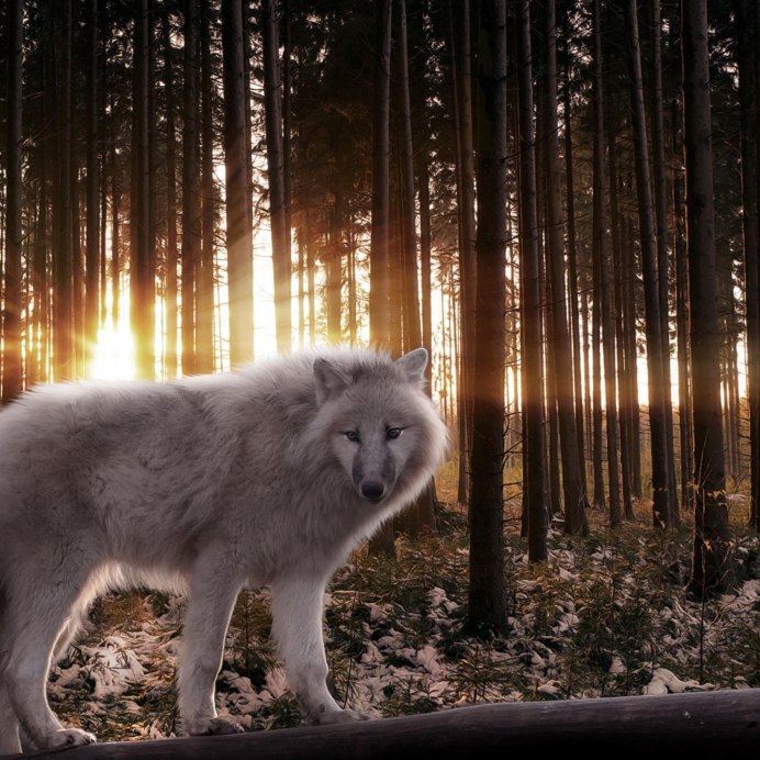 Норвежская Волчья