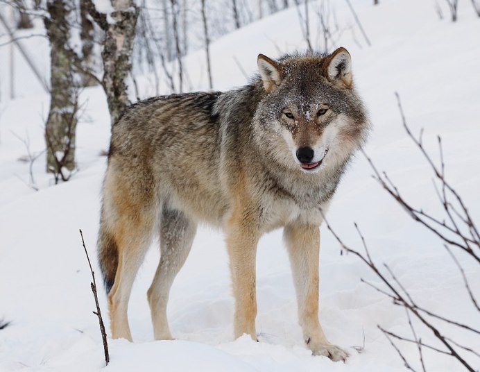Canis Lupus irremotus