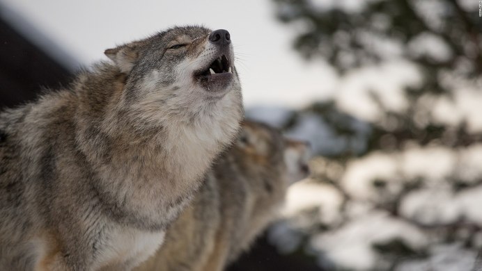 Парк Йеллоустоун волки