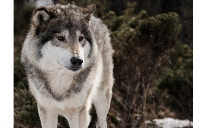 Животные волки Норвегии