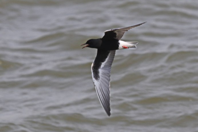 Bird Migration Tern Rings