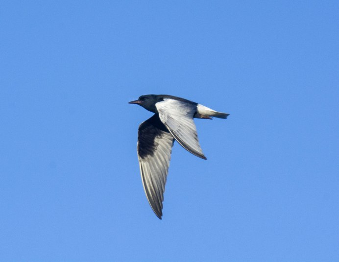 Platysmurus leucopterus