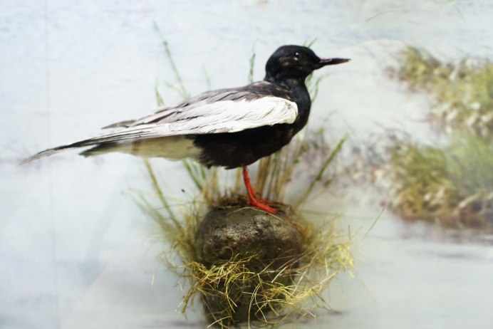 Крачка белокрылая Chlidonias leucopterus