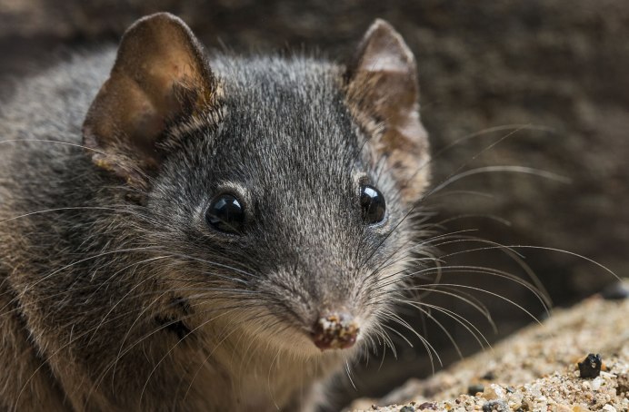 Antechinus stuartii