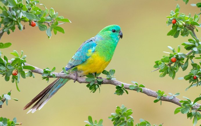 Blue-Rumped Parrot