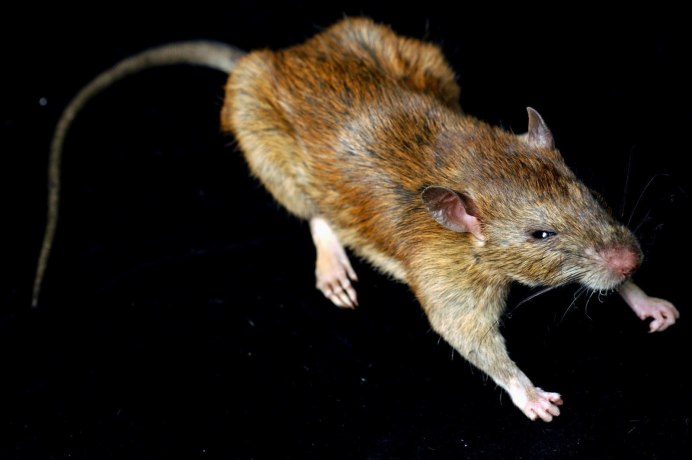 Серая крыса (Пасюк) - Rattus norvegicus.