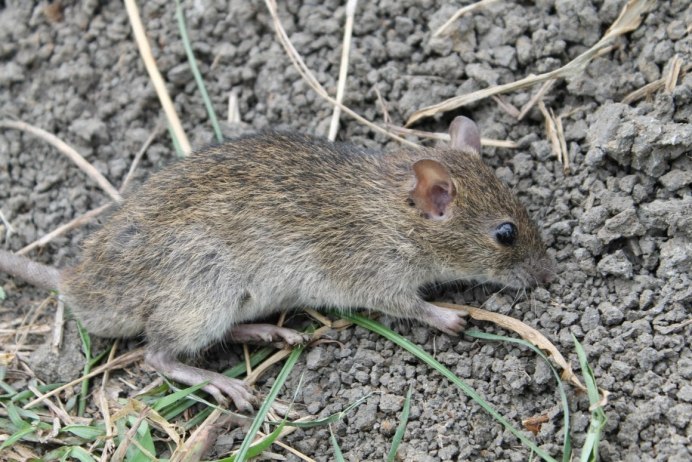 Серая крыса (Пасюк) - Rattus norvegicus.