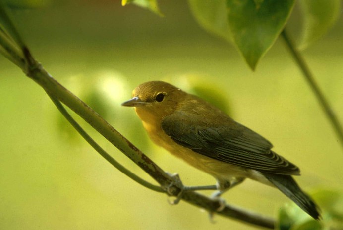 Дубровник (Emberiza aureola)