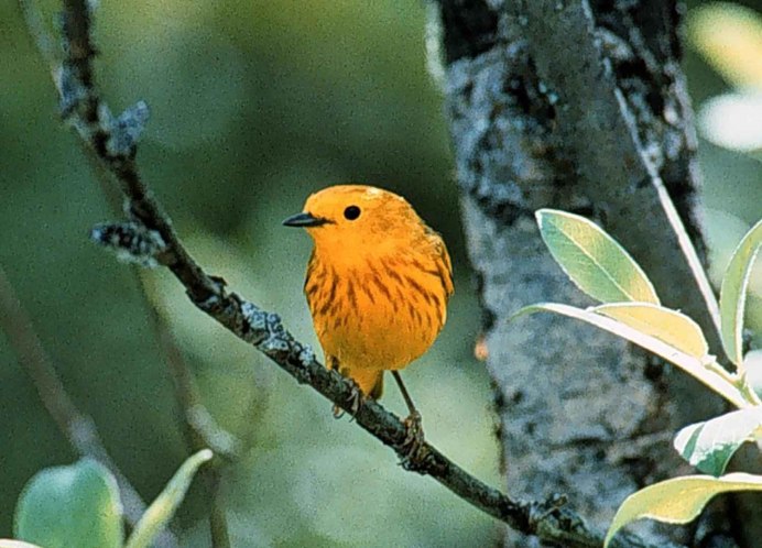 Yellow Warbler птица