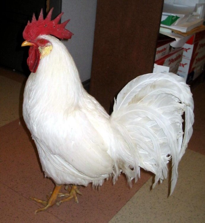 Леггорн шелковый китайский