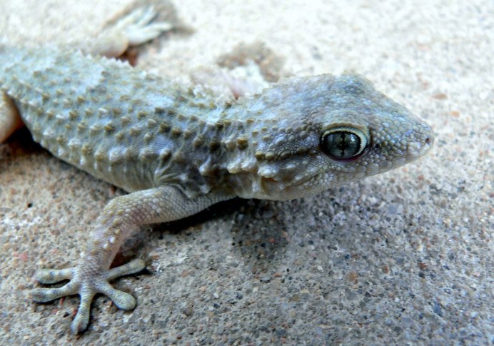 Lacerta lepida
