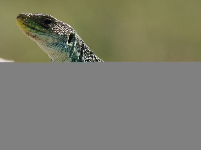 Глазчатая ящурка