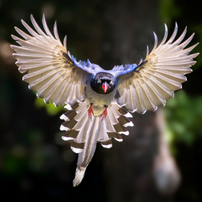 Крылья вороны