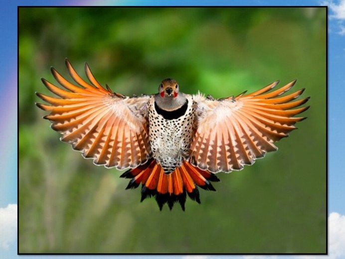 Красивая птица в полете