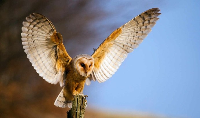 Бородатая неясыть размах крыльев