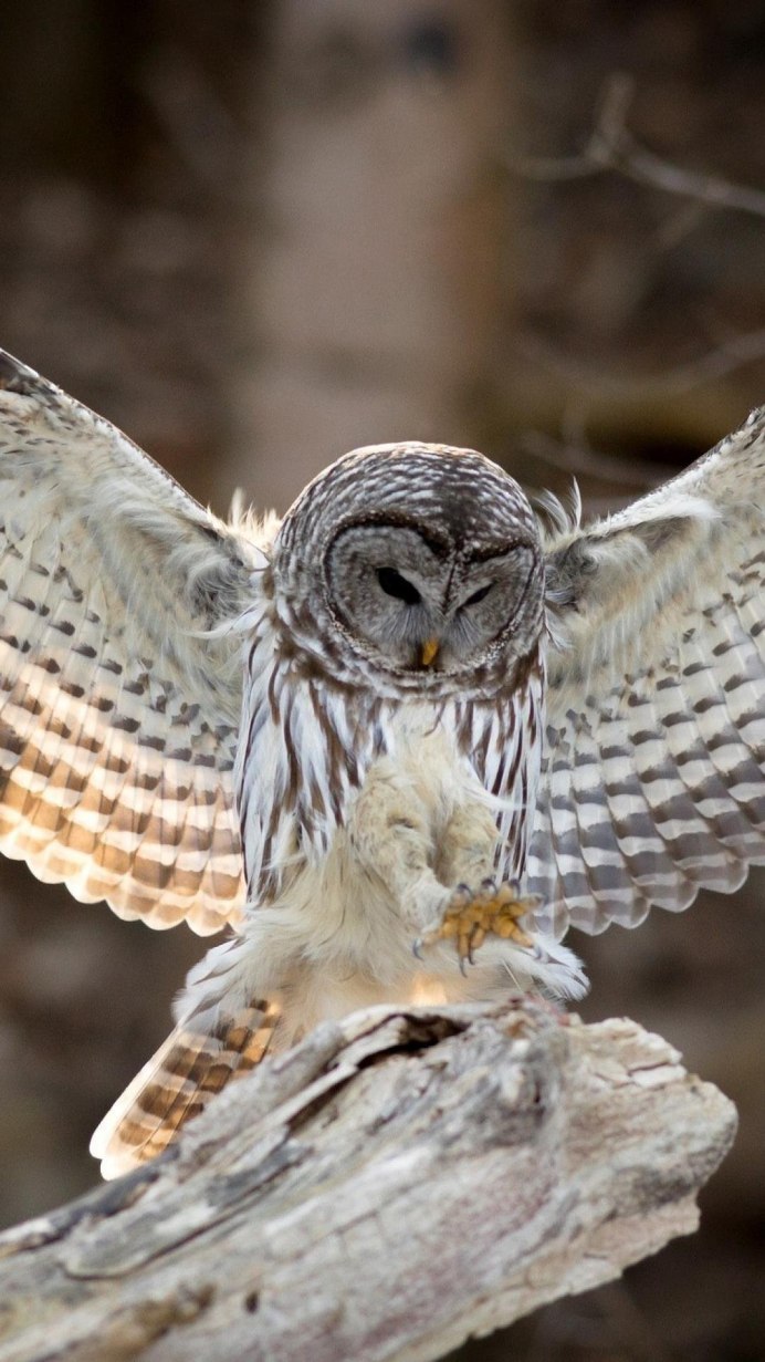 Орел спереди летит