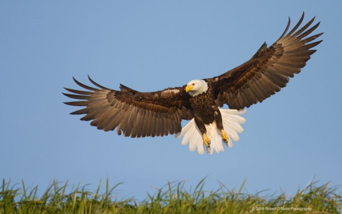 Голубь с расправленными крыльями