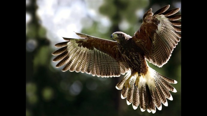 Птица с расправленными крыльями