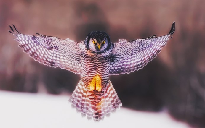 Птица с раскрытыми крыльями