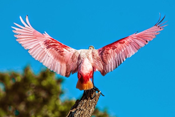 Птица с расправленными крыльями