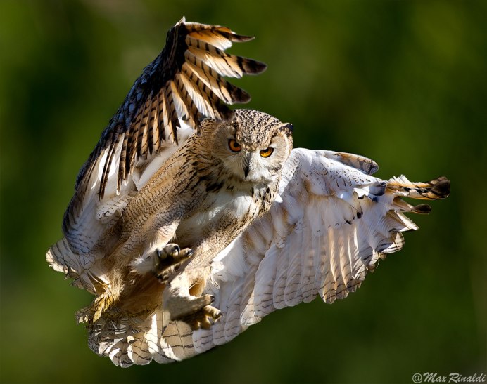 Орел белоголовый с расправленными крыльями сзади